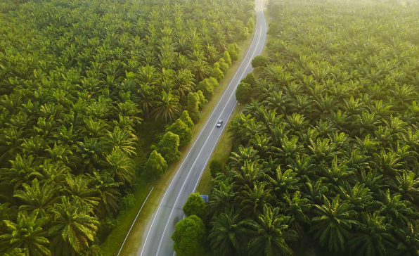 [전문가오피니언] 팜나무 산업: 인도네시아 재생에너지의 보고(寶庫)