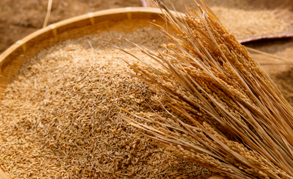 [이슈트렌드] 말레이시아, 쌀 품귀 현상으로 쌀 가격 폭등... 정부는 사재기 엄단하기로