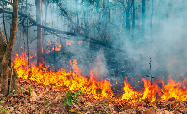 [이슈트렌드] 인도네시아, 국경 넘는 산불 연기로 주변국에 환경 오염 피해 발생