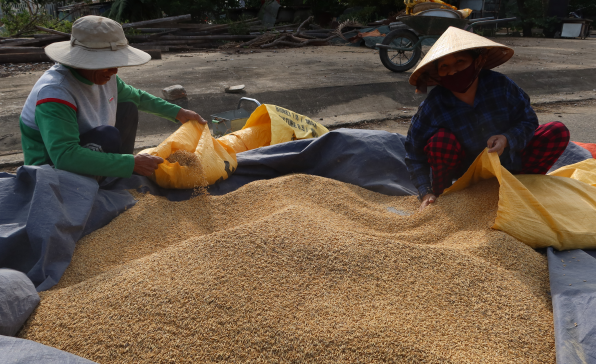 [이슈트렌드] 베트남, 세계 식량 위기와 식량보호무역 확산에 따라 쌀 수출액 증가
